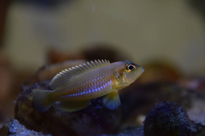 Lamprologus ocellatus 'Gold'